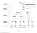 Fig. 02 - Transient protection of normal cells during chemotherapy