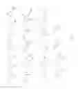 Fig. 45 - Transient protection of normal cells during chemotherapy
