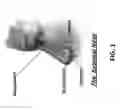 Fig. 02 - Methods, devices and systems for photoplethysmography at the nasal columella