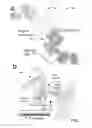 Fig. 02 - MICROPOSITIONER AND HEAD HOLDER FOR COCHLEAR ENDOSCOPY