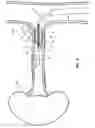 Fig. 07 - Quantification of renal denervation via alterations in renal blood flow pre/post ablation