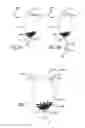 Fig. 07 - Adipose tissue combinations, devices, and uses thereof