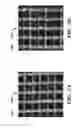 Fig. 02 - IMPLANTABLE SILK PROSTHETIC DEVICE AND USES THEREOF