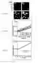 Fig. 08 - Rapid determination of microbial growth and antimicrobial susceptibility