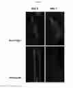 Fig. 06 - In vivo cellular screening methods and compositions for modeling and treating nervous system dysfunction