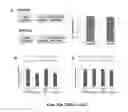 Fig. 22 - Compositions and methods for diagnosis of genetic susceptibility, resistance, or tolerance to infection by mycobacteria and bovine paratuberculosis using promoter variants of EDN2