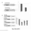 Fig. 25 - Compositions and methods for diagnosis of genetic susceptibility, resistance, or tolerance to infection by mycobacteria and bovine paratuberculosis using promoter variants of EDN2