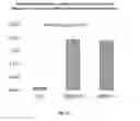Fig. 12 - Transgenic insect cells comprising a bacterial GlcNAc-6-P 2′-epimerase