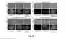 Fig. 20 - Transgenic insect cells comprising a bacterial GlcNAc-6-P 2′-epimerase
