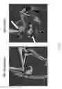 Fig. 06 - Genetically modified mouse with an inducible gene with a mutant R206H exon 5 that has ectopic bone formation