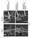 Fig. 08 - Genetically modified mouse with an inducible gene with a mutant R206H exon 5 that has ectopic bone formation