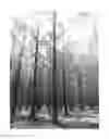 Fig. 01 - Loblolly pine tree named ‘01PM0038’