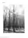 Fig. 02 - Loblolly pine tree named ‘01PM0038’