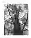 Fig. 04 - Loblolly pine tree named ‘01PM0038’