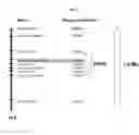 Fig. 03 - Soybean markers linked to phytophthora resistance