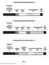 Fig. 02 - Plant regulatory elements derived from medicago truncatula 3'UTR sequences, and uses thereof