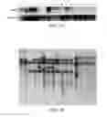 Fig. 02 - Compositions, organisms, systems, and methods for altering cold, drought, and salt tolerance in plants