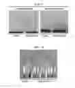 Fig. 09 - Compositions, organisms, systems, and methods for altering cold, drought, and salt tolerance in plants