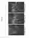 Fig. 07 - Complex disease resistant monocot having optimized agronomic characteristics