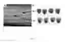Fig. 02 - MAIZE SUGARY ENHANCER SEQUENCES