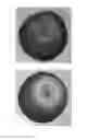 Fig. 01 - Apple Tree Named 'BAB 2000'