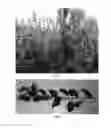 Fig. 03 - Apple Tree Named 'BAB 2000'