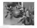 Fig. 01 - Apple Tree Named 'Delcored'