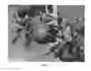 Fig. 02 - Apple Tree Named 'Delcored'