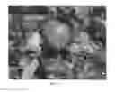 Fig. 03 - Apple Tree Named 'Delcored'