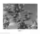 Fig. 05 - Apple Tree Named 'Delcored'