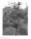 Fig. 01 - Apple Tree Named 'Lewis'