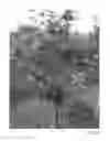 Fig. 02 - Apple Tree Named 'Lewis'