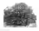 Fig. 01 - PUMMELO GRAPEFRUIT HYBRID TREE NAMED '914'