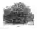 Fig. 02 - PUMMELO GRAPEFRUIT HYBRID TREE NAMED '914'