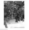 Fig. 01 - Grape plant named 'Stargrape 1'