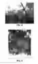 Fig. 04 - Grape plant named 'Stargrape 1'