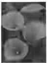 Fig. 01 - Zantedeschia plant named 'Captain Odeon'