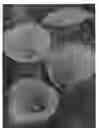 Fig. 02 - Zantedeschia plant named 'Captain Odeon'