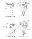 Fig. 07 - FLORAL PACKAGING FORMED OF OXO-BIODEGRADABLE POLYMERIC MATERIALS AND METHODS OF PRODUCING AND USING SAME