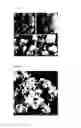 Fig. 06 - Method of manufacturing powder having high surface area