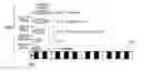 Fig. 01 - Chord-playing instruction device, chord-playing instruction method, and recording medium