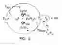Fig. 03 - (Meth)acrylate-functional polyacrylate resins with narrow but bimodal molecular weight distributions