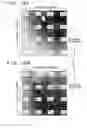 Fig. 17 - Charged-particle radiation apparatus