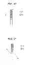 Fig. 07 - COIL, ROTATING ELECTRICAL MACHINE, AND MANUFACTURING METHOD FOR ROTATING ELECTRICAL MACHINE