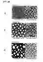 Fig. 49 - Transparent conductive element, input device, electronic device, and master for fabrication of transparent conductive element