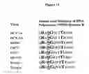 Fig. 12 - 2'-BRANCHED NUCLEOSIDES AND FLAVIVIRIDAE MUTATION