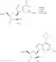 Fig. 82 - Substituted Purine Nucleosides, Phosphoramidate and Phosphordiamidate Derivatives for Treatment if Viral Infections