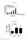 Fig. 06 - RECOMBINANT ADENOVIRUS COMPRISING TRANS-SPLICING RIBOZYME AND CANCER-TREATING GENE, AND USE THEREOF