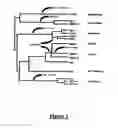 Fig. 02 - Transient expression vectors, preparation and uses thereof