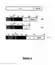 Fig. 05 - Transient expression vectors, preparation and uses thereof